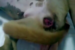 zoo porn,dog porn